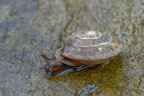 Helicigona lapicida, lapidary snail, rock picker, rock cutting snail, gastropod, mollusca, snails,