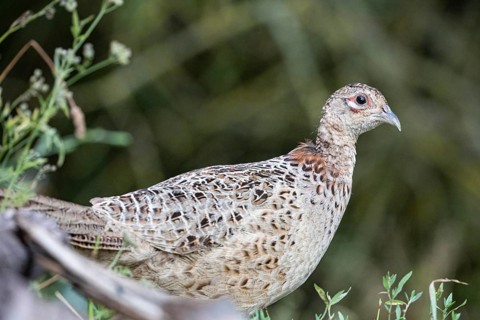 Pheasant (Phasianus colchicus) wbl Hungary#