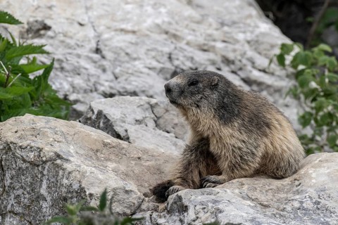 Marmot (Marmota marmota), Monte Baldo, Italy