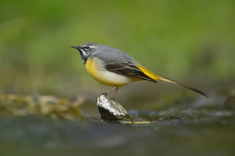 Grey wagtail (Motacilla cinerea) adult bird on a stone in a river, England, United Kingdom