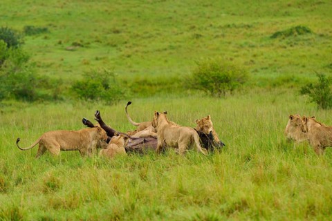 Lions have brought a buffalo to the ground and are surrounding it: lion (Panthera leo), Cape