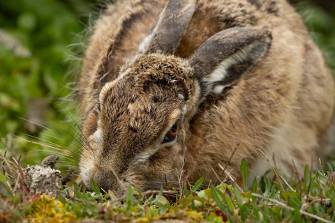 European brown hare (Lepus europaeus) adult animal eating in grassland, England, United Kingdom