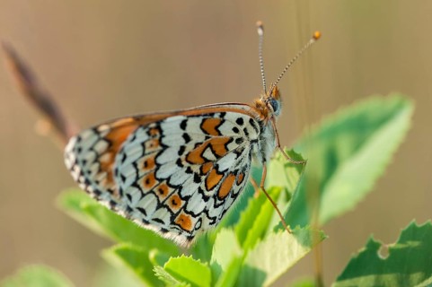 Brandenburg, common cheek moth, Germany, Glanville Fritillary, Melitaea Cinxia, Nabu, national