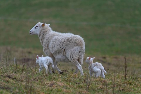Sheep, Moorschnucke with their two lambs, Othenstorf, Mecklenburg-Western Pomerania, Germany