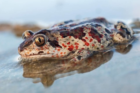 Common spadefoot, garlic toad, pelobates fuscus, amphibians, amphibians, amphibians, amphibians,
