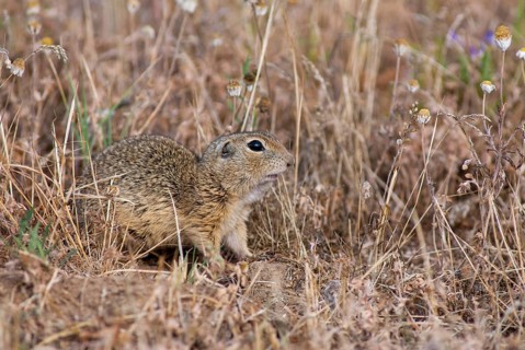 Citellus citellus, European ground squirrel, common ground squirrel, rodents, rodentia, Bulgaria,