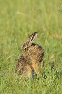 Hare, Lepus europaeus, animals, mammals, meadow, foraging