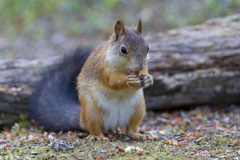 Squirrels, animals, mammals, squirrels, (Sciurus vulgaris vulgaris), Lentiira, Lentiira Kuhmo,