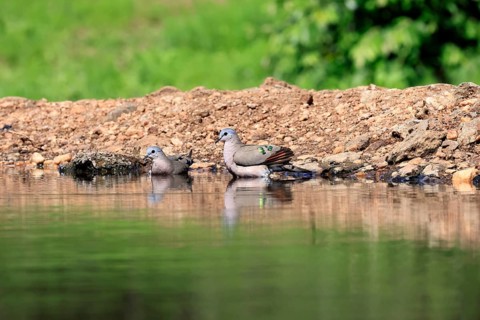 Bronze-spotted Dove (Turtur chalcospilos), adult, in the water, bathing, two, Kruger National Park,