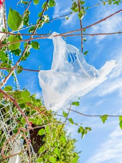 Plastic bag trapped on tree branches against blue sky on summer day. environmental pollution and