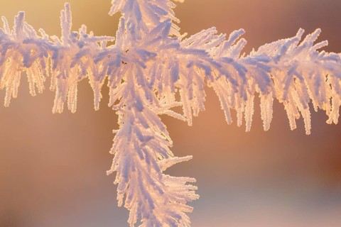 A fence covered in hoarfrost, backlit at sunrise on a very cold morning. Mühlviertel, Austria