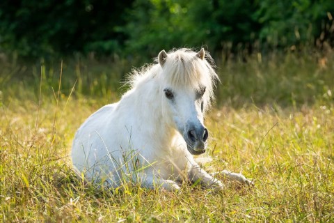 Pony, Shetland pony, mold, gelding, lying down, in the pasture, in the evening