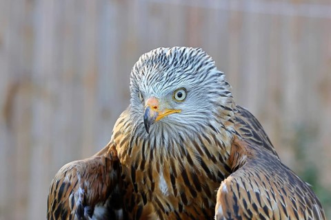 Red Kite (Milvus milvus), head portrait, animal portrait, in captivity, Rhineland-Palatinate,