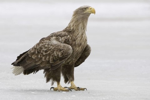 White-tailed Eagle (Haliaeetus albicilla), Mecklenburg-Western Pomerania, Germany