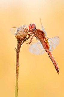 Scarlet Dragonfly (Crocothemis erythraea), male coloured female with dewdrops, North