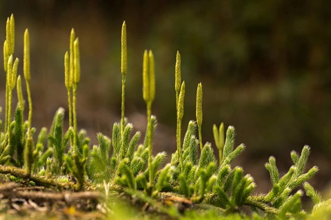 Bearlops, Vascular Plants, Clubbearlop, Lycopodiaceae, Lycopodium Clavatum, Tracheophyta, Wolfclaw,