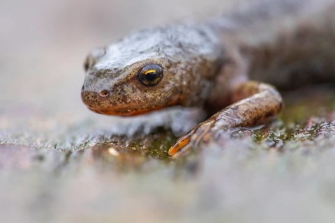 Common newt (Triturus vulgaris), Goldenstedt, Lower Saxony, Germany