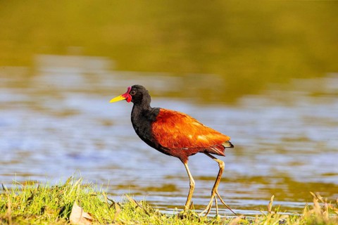 Red-fronted leaflet (Jacana jacana) Pantanal Brazil