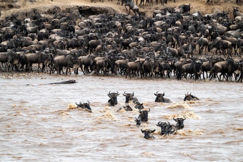 The Great Migration, Huge herds of wilderbeast (Connochaetes taurinus) crossing the Mara river and