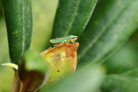 Rhododendron (Rhododendron) leafhopper (Graphocephala fennahi) sitting on flower bud of a