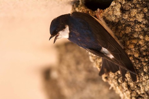 Common House Martin (Delichon urbicum), at Nest, Madrid, Spain