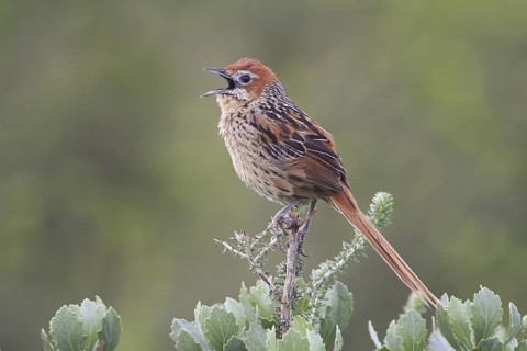 Cape Grassbird - Cape of Good Hope Nature Reserve, Western Cape, South Africa
