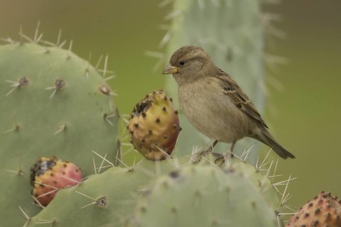 House Sparrow (Passer domesticus) female, Morocco