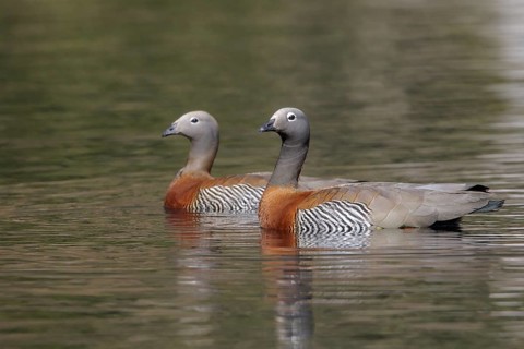 Ashy-headed Goose (Chloephaga poliocephala) swimming in a small lake in Chile