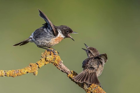 European Stonechat (Saxicola rubicola) quarraling pair perched on a lichen covered branch,