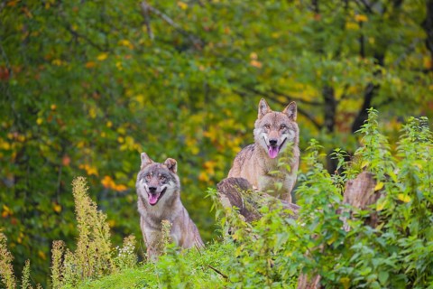 Two eurasian gray wolves (Canis lupus lupus) stand on a hill on green grass with a forest in the