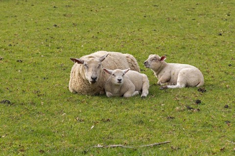 Ewe and lambs lying side by side and recews, looking at the camera, sheep pasture, public footpath,