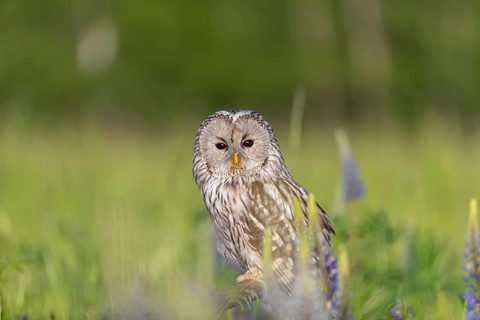 One Ural owl (Strix uralensis) sitting on a branch lying in a field of flowering lupines in late