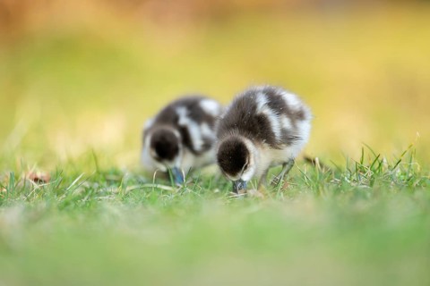 Egyptian goose (Alopochen aegyptiaca) cute chicks on a meadow at the shore of a lake, Bavaria,