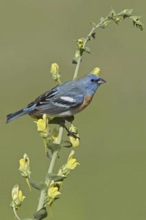 Lazuli Bunting (Passerina amoena), British Columbia, Canada