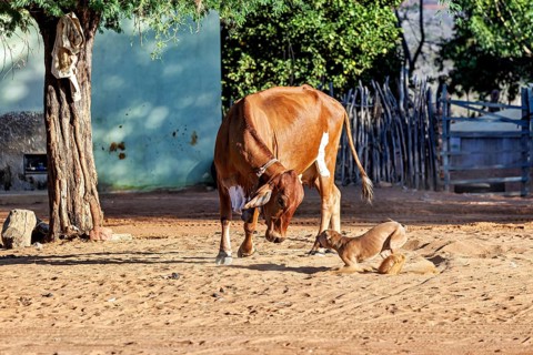A brown cow and a dog on a sandy ground in a rural village, a street dog and a cow playing together