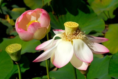 Lotus flower and fruit stand, Indian lotus, Nelumbo lucifera, India
