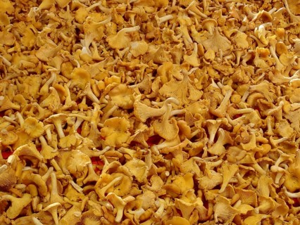 A large quantity of yellow chanterelles (Cantharellus cibarius), growing close together, freshly