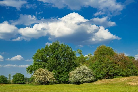 Borkener Paradies, Wallhecke, Versen, Lower Saxony, Germany