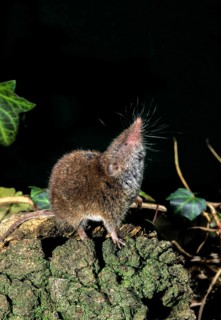 Crocidura russula, greater white-toothed shrew, house shrew, insectivora, insectivora, insectivora,