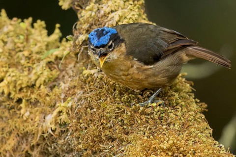 Blue-capped Ifrit (Ifrita kowaldi) perched on a branch in Papua New Guinea