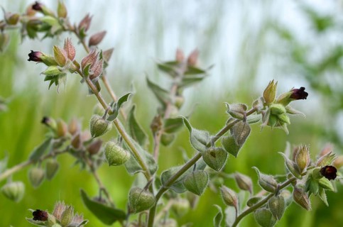 Boraginaceae, brown monkwort, brown nonea, dark wrinkled nutlet, monkweed, limpwort, nonea erecta,