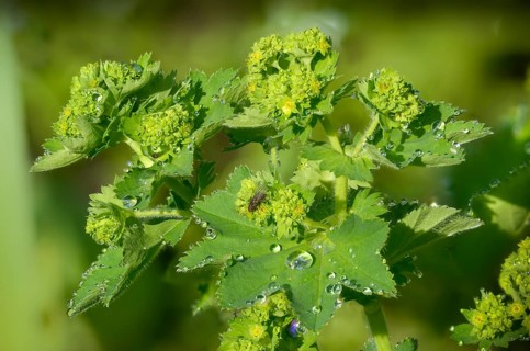 Alchemilla xanthochlora, lady's mantle, yellow-green lady's mantle, intermediate lady's mantle,
