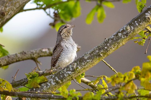 Eurasian wryneck (Jynx torquilla) Germany