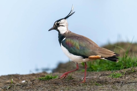 Lapwing, vanellus vanellus, birds, charadriiformes, limikolen, plovers, birds, waders, waders