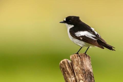 European Pied Flycatcher (Ficedula hypoleuca), male perched on a trunk, Castile and Leon, Spain