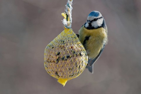 Blue tit, parus caeruleus, birds, feeding, tits, passeri, songbirds, songbirds, tits, birds, winter