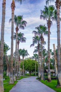 A serene pathway lined with tall palm trees and lush greenery under a clear sky. The scene evokes a