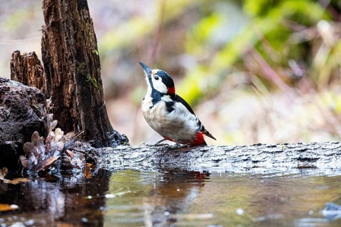 Great spotted woodpecker (Dendrocopus major) ml Germany