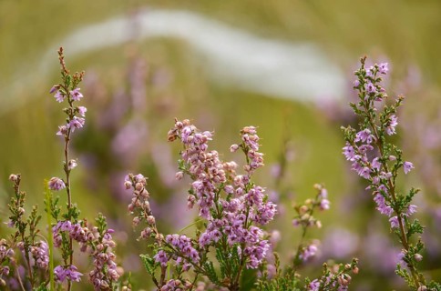 Broomheather, Calluna vulgaris, Ericaceae, heather, heather, autumn, common heather, flora,