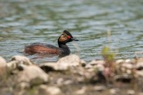 Black-necked grebe, podiceps nigricollis, black-necked grebes, grebes, podicipedidae, divers,